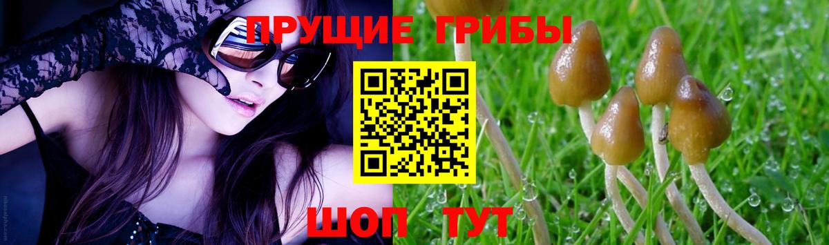 Галлюциногенные грибы Psilocybine cubensis  Вход с VPN  Псилоцибиновые грибы прущие грибы  Кумертау 